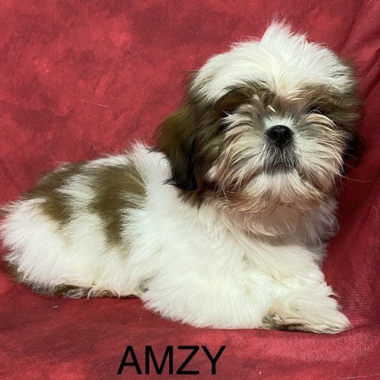 AMZY shih tzu Mâle Shih tzu