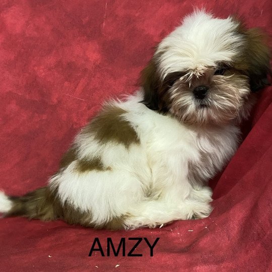 chiot Shih tzu AMZY shih tzu Domaine de la Chantelaie