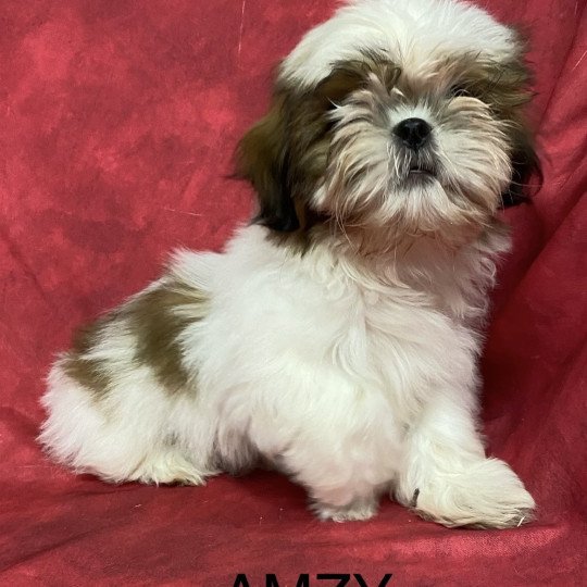 chiot Shih tzu AMZY shih tzu Domaine de la Chantelaie