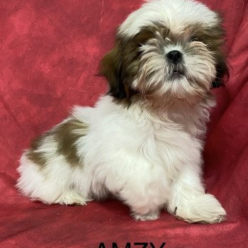chiot Shih tzu AMZY shih tzu Domaine de la Chantelaie