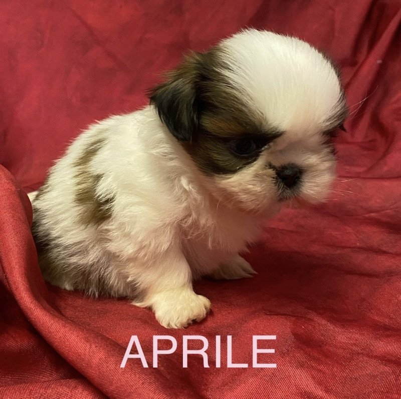 APRILE shih tzu à réserver Femelle Shih tzu