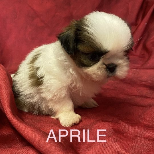 chiot Shih tzu tricolore APRILE shih tzu à réserver Domaine de la Chantelaie