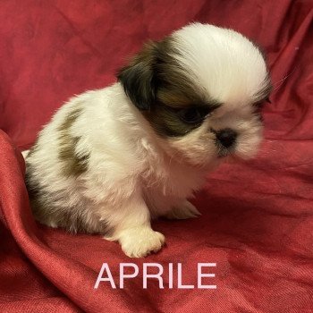 chiot Shih tzu tricolore APRILE shih tzu à réserver Domaine de la Chantelaie chiot Shih tzu tricolore APRILE shih tzu à réserver Domaine de la Chantelaie