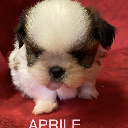 chiot Shih tzu tricolore APRILE shih tzu à réserver Domaine de la Chantelaie