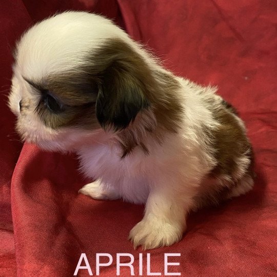 chiot Shih tzu tricolore APRILE shih tzu à réserver Domaine de la Chantelaie