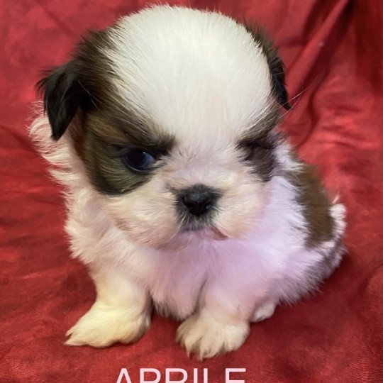 chiot Shih tzu tricolore APRILE shih tzu à réserver Domaine de la Chantelaie