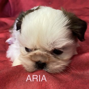 chiot Shih tzu ARIA shih tzu à réserver Domaine de la Chantelaie chiot Shih tzu ARIA shih tzu à réserver Domaine de la Chantelaie