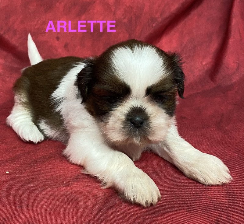 ARLETTE shih tzu Femelle Shih tzu