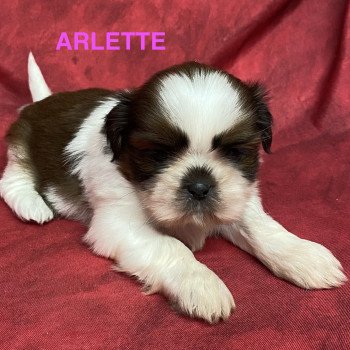 chiot Shih tzu ARLETTE shih tzu Domaine de la Chantelaie chiot Shih tzu ARLETTE shih tzu Domaine de la Chantelaie
