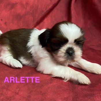 chiot Shih tzu ARLETTE shih tzu Domaine de la Chantelaie chiot Shih tzu ARLETTE shih tzu Domaine de la Chantelaie