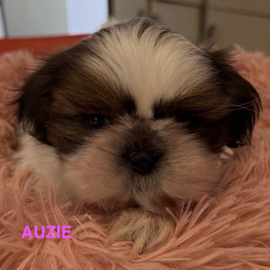 AUZIE shih tzu RÉSERVÉE Femelle Shih tzu