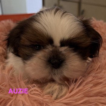 chiot Shih tzu AUZIE shih tzu RÉSERVÉE Domaine de la Chantelaie