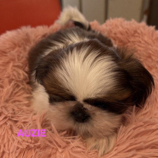 chiot Shih tzu AUZIE shih tzu RÉSERVÉE Domaine de la Chantelaie