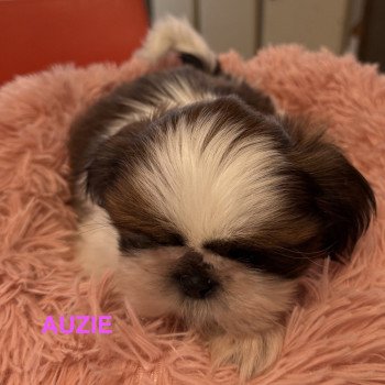 chiot Shih tzu AUZIE shih tzu RÉSERVÉE Domaine de la Chantelaie