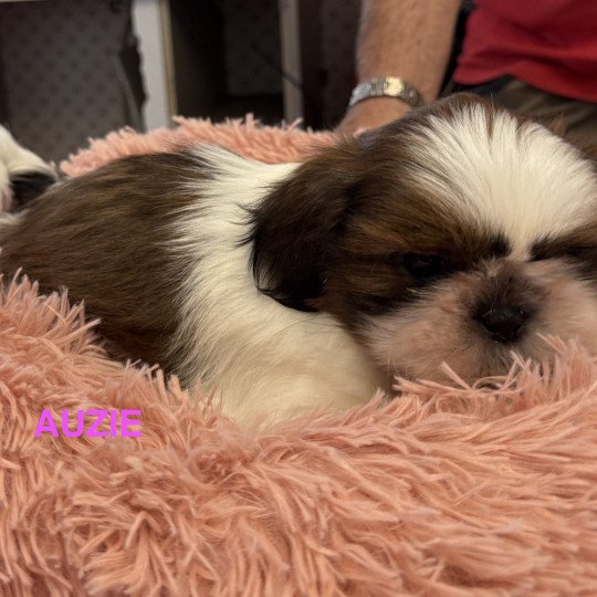 chiot Shih tzu AUZIE shih tzu RÉSERVÉE Domaine de la Chantelaie