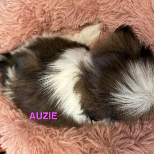 chiot Shih tzu AUZIE shih tzu RÉSERVÉE Domaine de la Chantelaie
