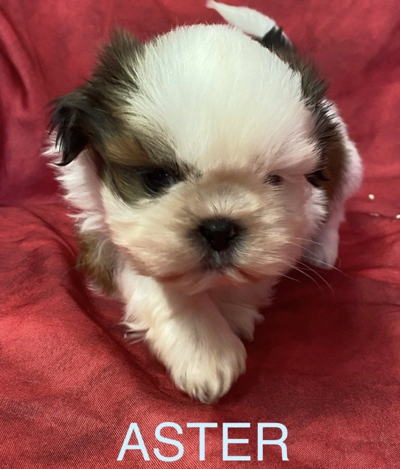 ASTER shih tzu à réserver Mâle Shih tzu