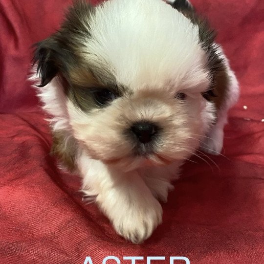 chiot Shih tzu tricolore ASTER shih tzu à réserver Domaine de la Chantelaie