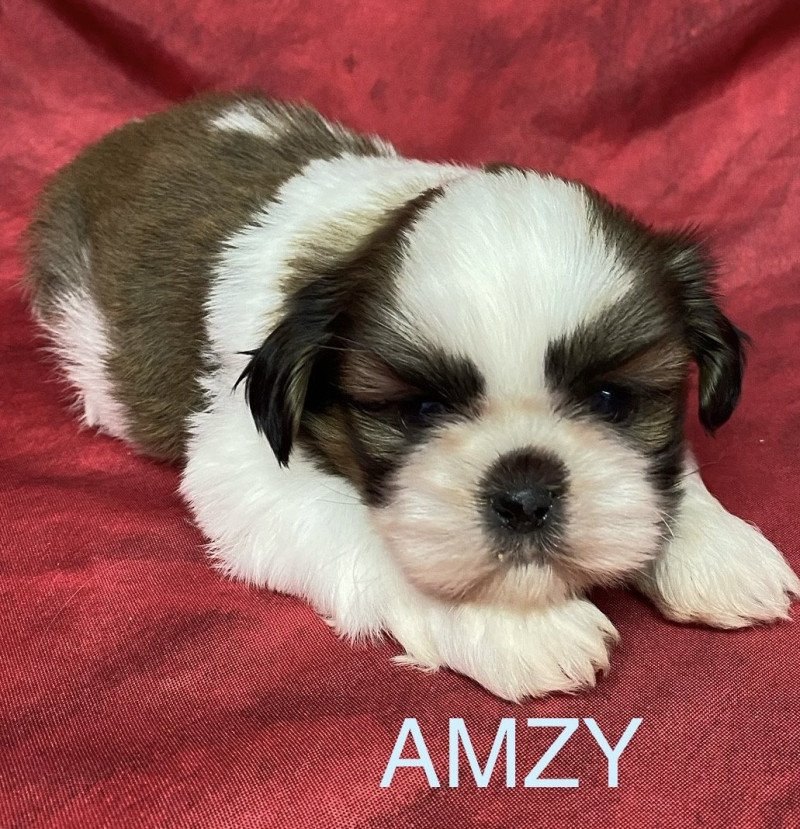 AUCKI shih tzu Mâle Shih tzu