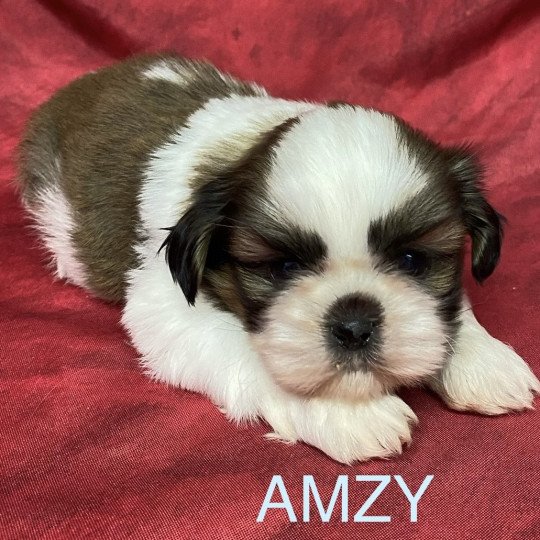 chiot Shih tzu AUCKI shih tzu Domaine de la Chantelaie