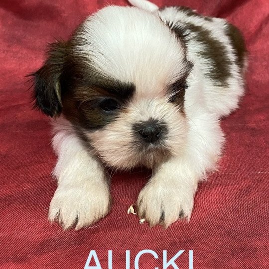chiot Shih tzu AUCKI shih tzu Domaine de la Chantelaie