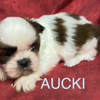 chiot Shih tzu AUCKI shih tzu Domaine de la Chantelaie chiot Shih tzu AUCKI shih tzu Domaine de la Chantelaie