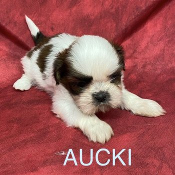 chiot Shih tzu AUCKI shih tzu Domaine de la Chantelaie chiot Shih tzu AUCKI shih tzu Domaine de la Chantelaie