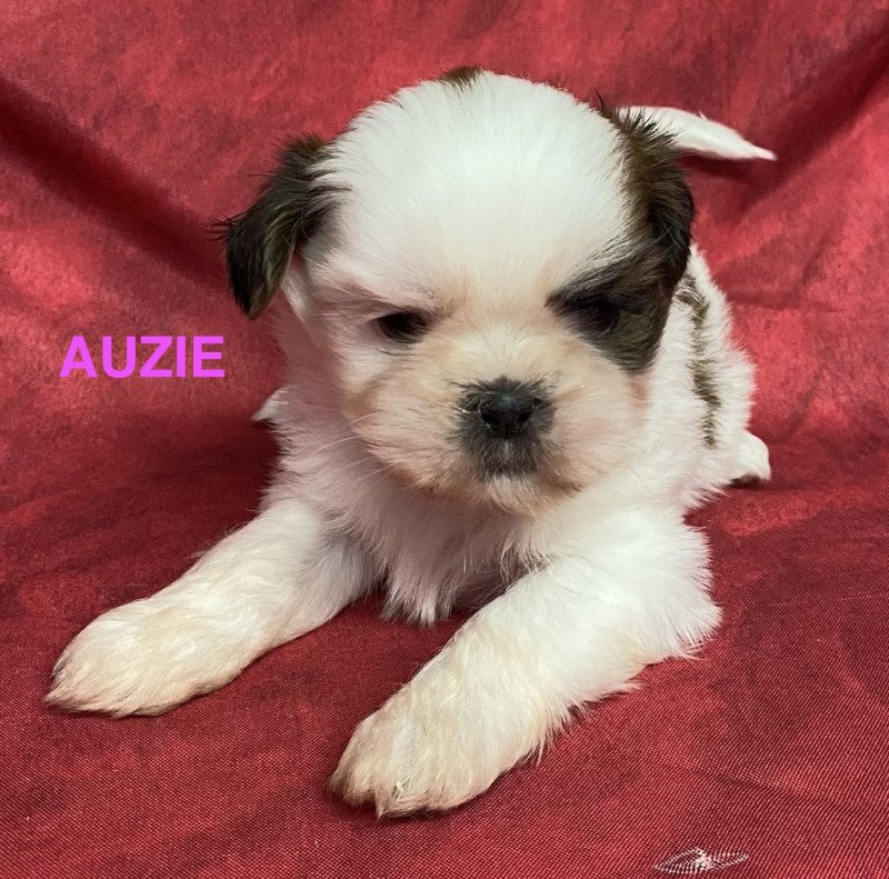 AUZIE shih tzu Mâle Shih tzu