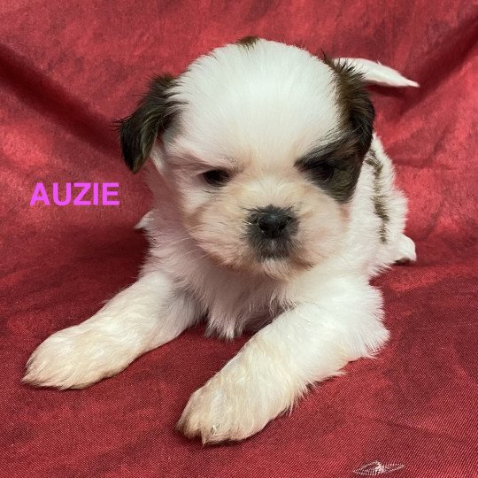 chiot Shih tzu AUZIE shih tzu Domaine de la Chantelaie
