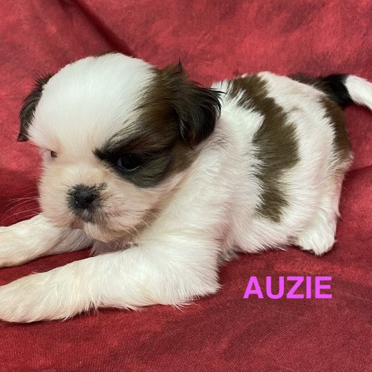 chiot Shih tzu AUZIE shih tzu Domaine de la Chantelaie