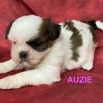 chiot Shih tzu AUZIE shih tzu Domaine de la Chantelaie chiot Shih tzu AUZIE shih tzu Domaine de la Chantelaie