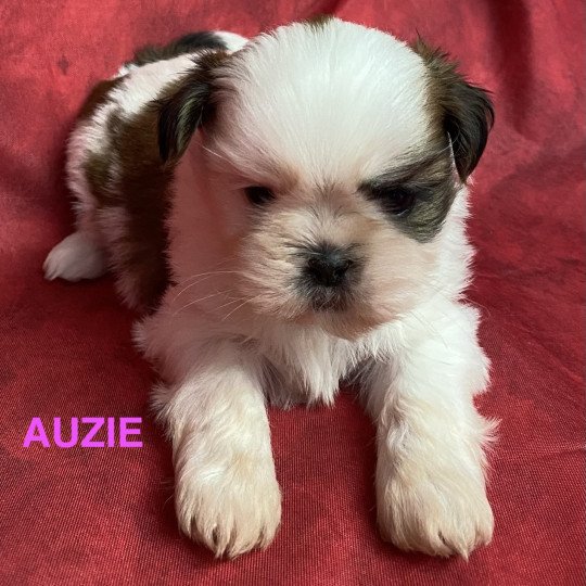 chiot Shih tzu AUZIE shih tzu Domaine de la Chantelaie