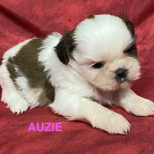 chiot Shih tzu AUZIE shih tzu Domaine de la Chantelaie