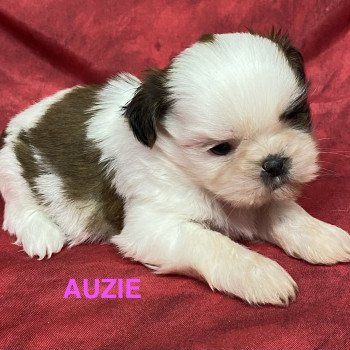 chiot Shih tzu AUZIE shih tzu Domaine de la Chantelaie chiot Shih tzu AUZIE shih tzu Domaine de la Chantelaie