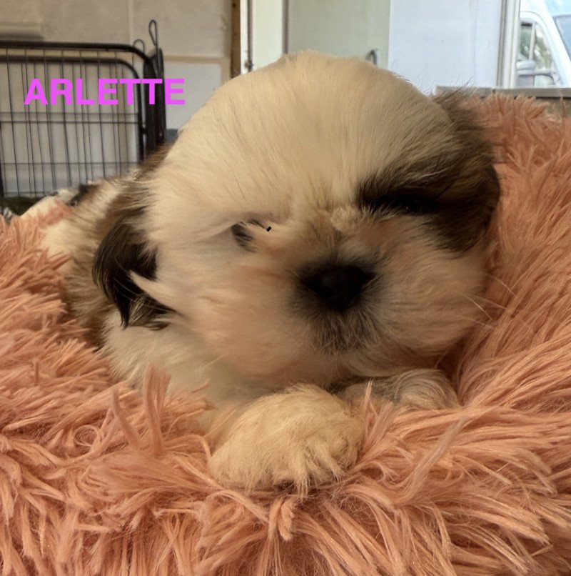 ARLETTE shih tzu Femelle Shih tzu