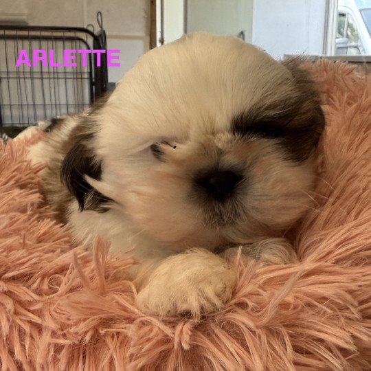 ARLETTE shih tzu Femelle Shih tzu