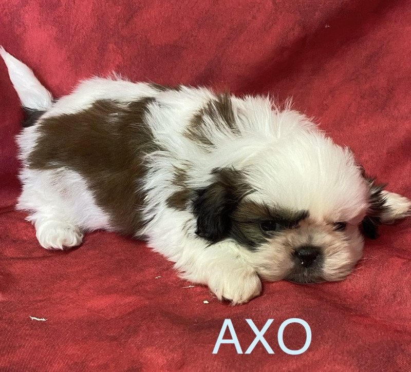 AXO shih tzu à réserver Mâle Shih tzu