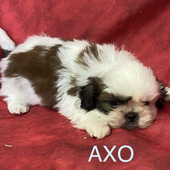 chiot Shih tzu tricolore AXO shih tzu à réserver Domaine de la Chantelaie