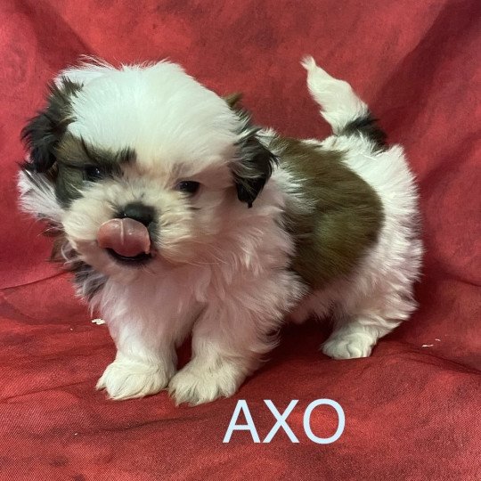 chiot Shih tzu tricolore AXO shih tzu à réserver Domaine de la Chantelaie