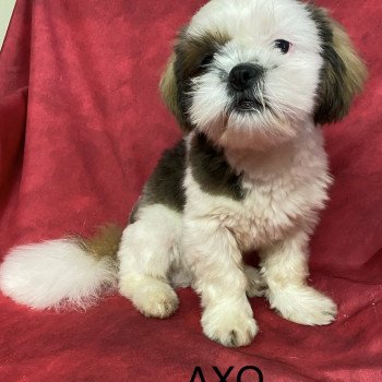 chiot Shih tzu tricolore AXO shih tzu Domaine de la Chantelaie