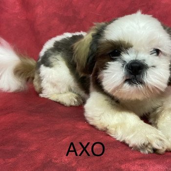 chiot Shih tzu tricolore AXO shih tzu Domaine de la Chantelaie