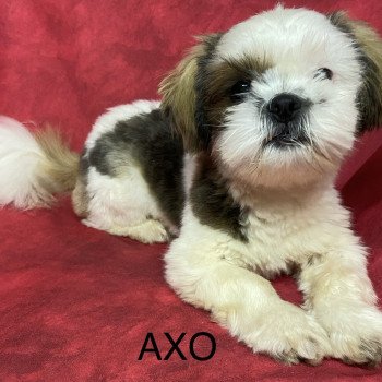 chiot Shih tzu tricolore AXO shih tzu Domaine de la Chantelaie