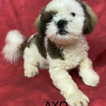 chiot Shih tzu tricolore AXO shih tzu Domaine de la Chantelaie