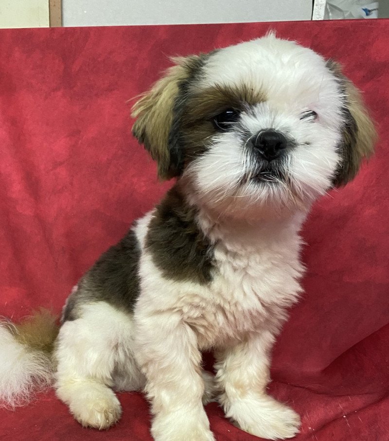 AXO shih tzu Mâle Shih tzu