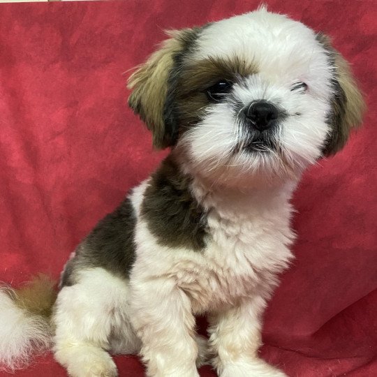 AXO shih tzu Mâle Shih tzu
