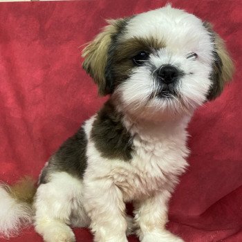 chiot Shih tzu tricolore AXO shih tzu Domaine de la Chantelaie