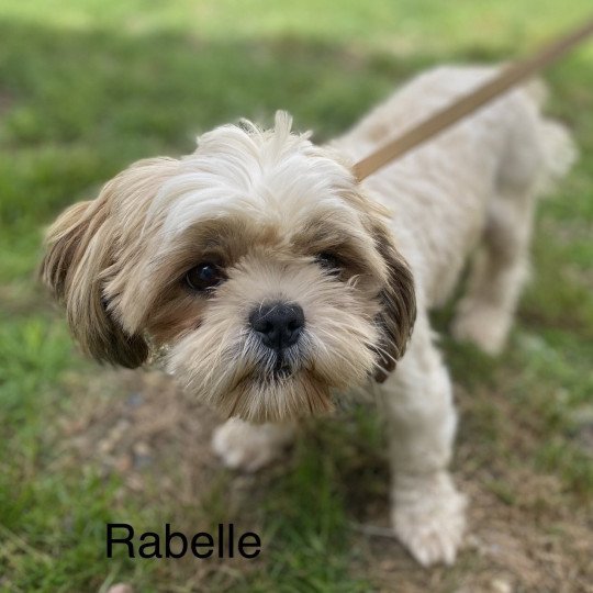 RABELLE shih tzu Femelle Shih tzu