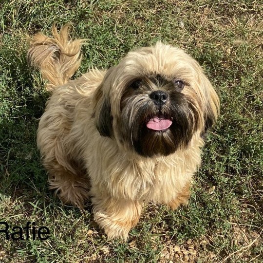 RAFIE shih tzu Femelle Shih tzu