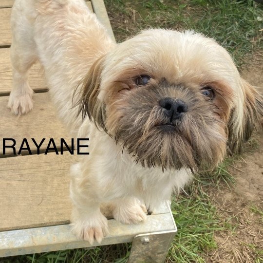 RAYANE shih tzu Femelle Shih tzu