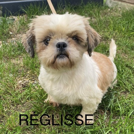 REGLISSE shih tzu Femelle Shih tzu